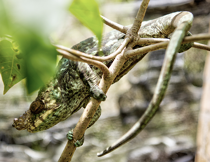Male Pontera chameleon